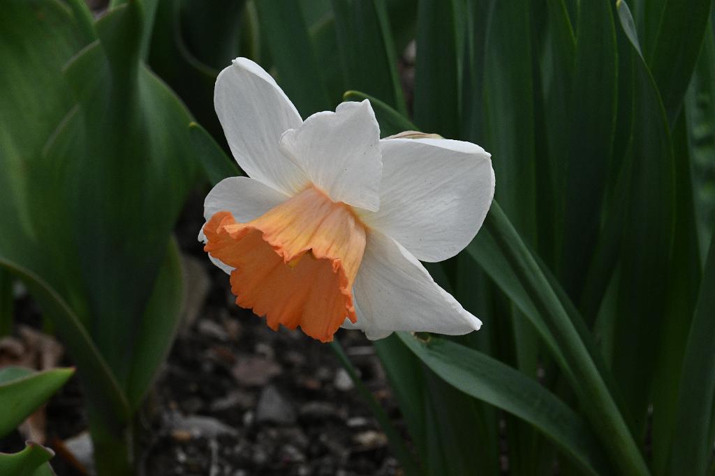 2025-04216391 Tower Hill Botanic Garden, MA.JPG - Daffodil. New England Botanic Garden at Tower Hill, MA, 4-21-2025